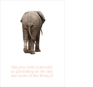elephant